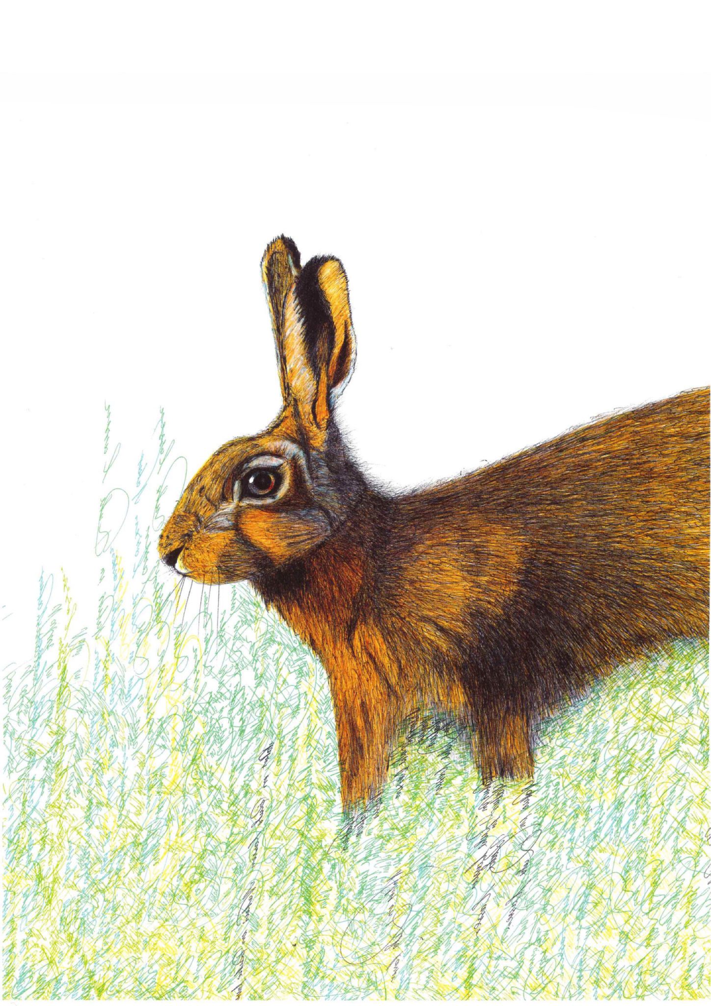 Hase