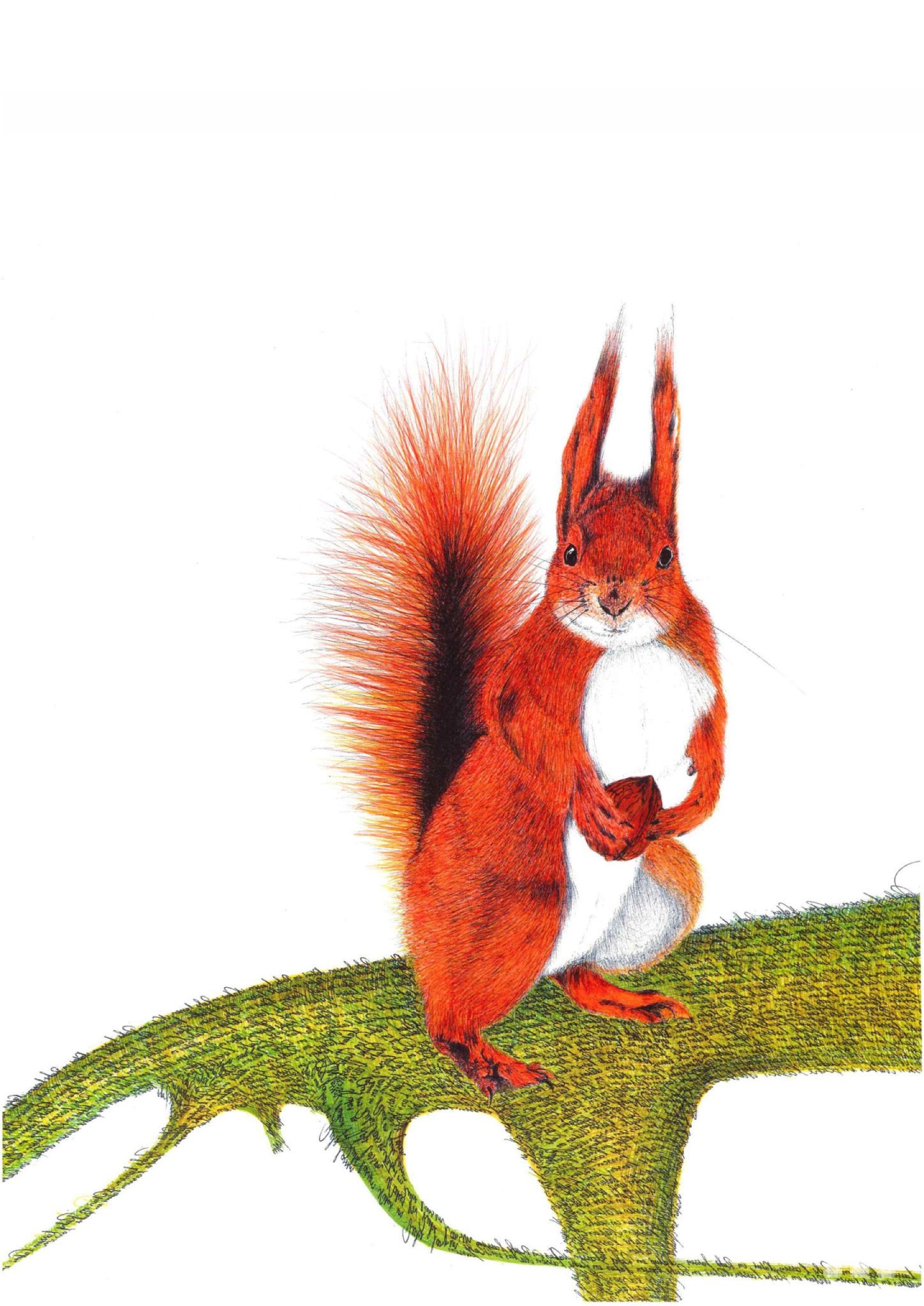 Eichhörnchen